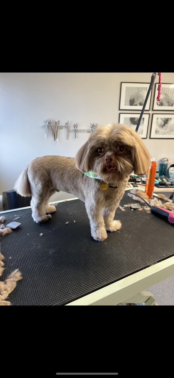 A dog freshly groomed at Pad & Paw, photo 106 of 170