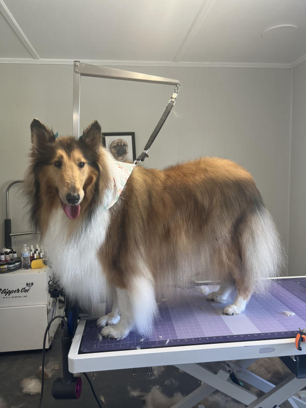 A dog freshly groomed at Pad & Paw, photo 107 of 170