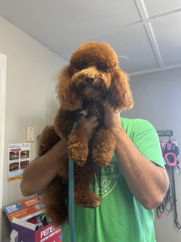 A dog freshly groomed at Pad & Paw, photo 109 of 170