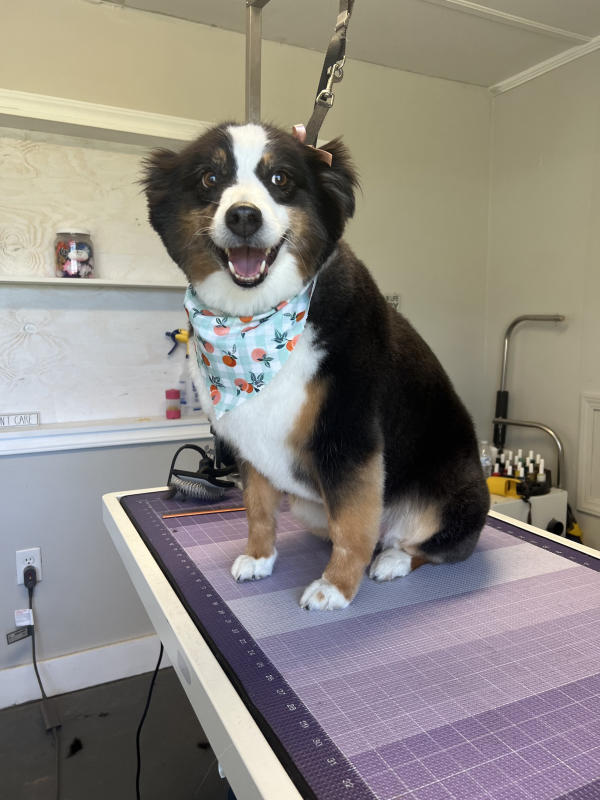 A dog freshly groomed at Pad & Paw, photo 110 of 170