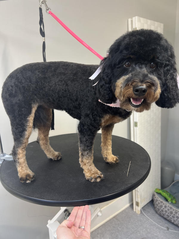 A dog freshly groomed at Pad & Paw, photo 112 of 170