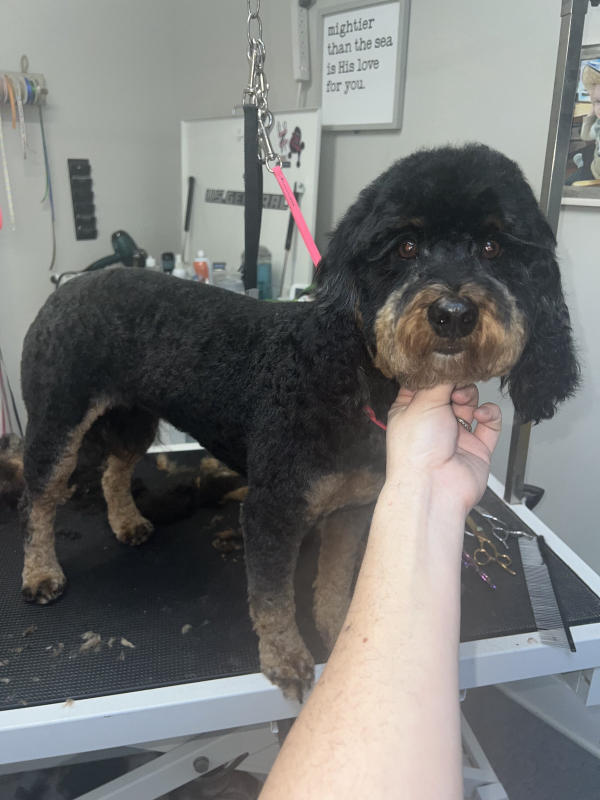 A dog freshly groomed at Pad & Paw, photo 113 of 170