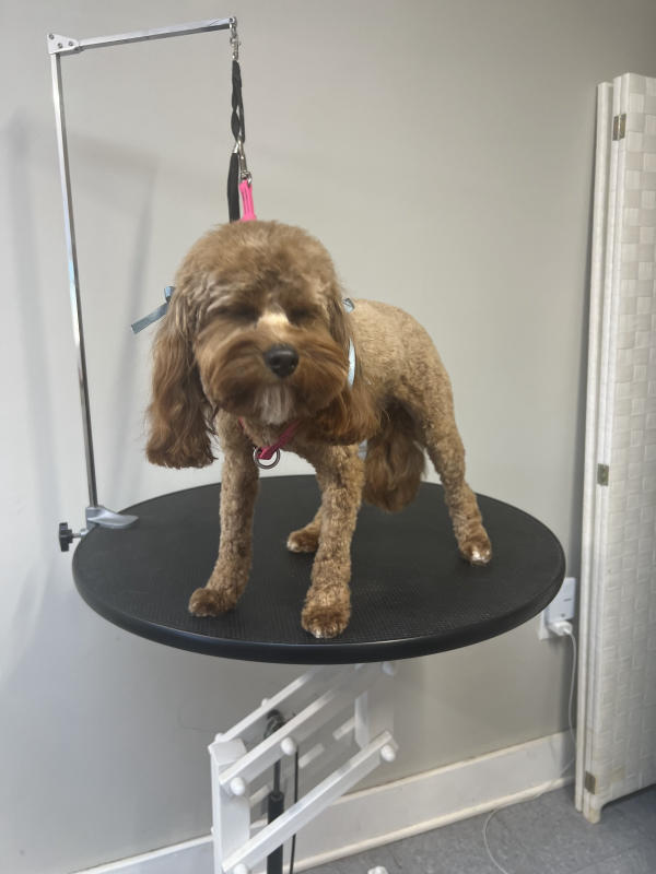 A dog freshly groomed at Pad & Paw, photo 114 of 170