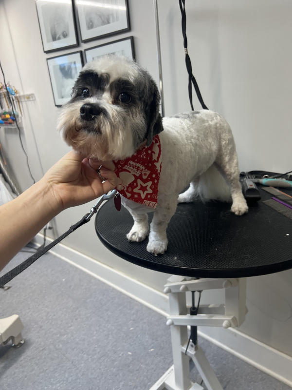 A dog freshly groomed at Pad & Paw, photo 115 of 170