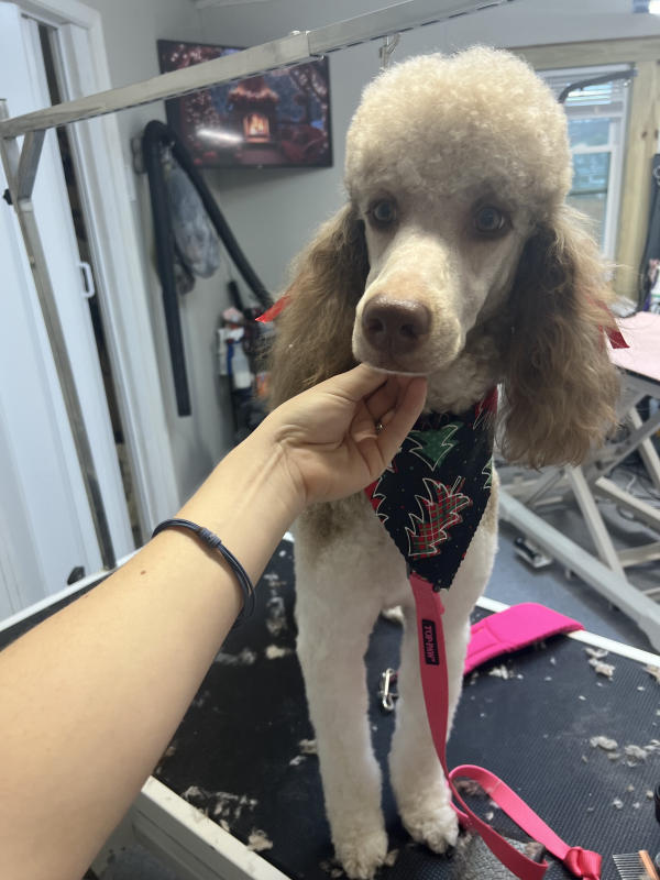 A dog freshly groomed at Pad & Paw, photo 116 of 170