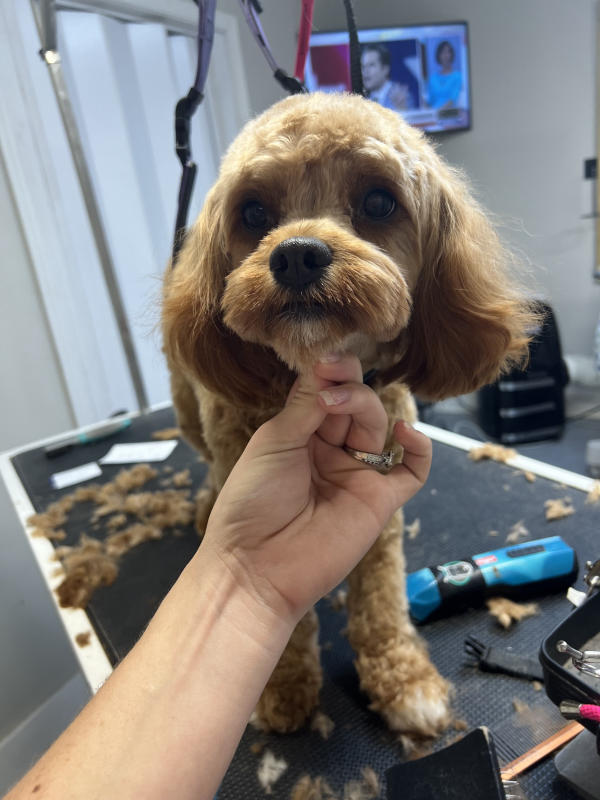 A dog freshly groomed at Pad & Paw, photo 117 of 170