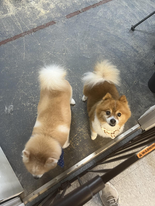 A dog freshly groomed at Pad & Paw, photo 118 of 170