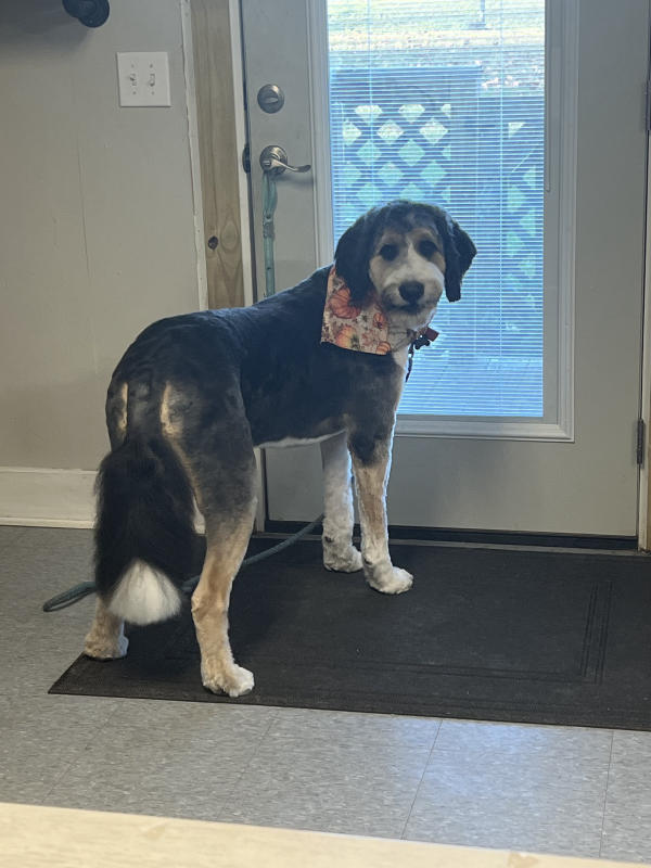 A dog freshly groomed at Pad & Paw, photo 119 of 170