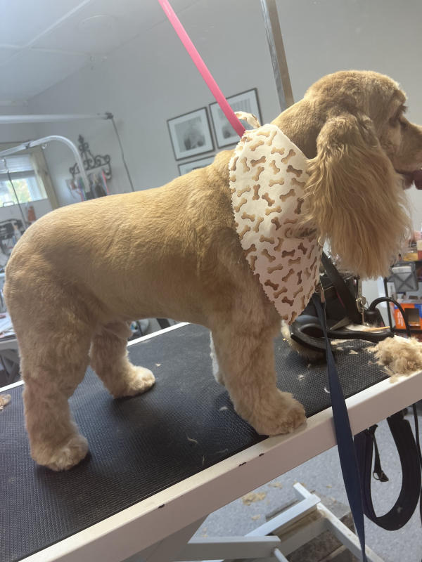 A dog freshly groomed at Pad & Paw, photo 120 of 170