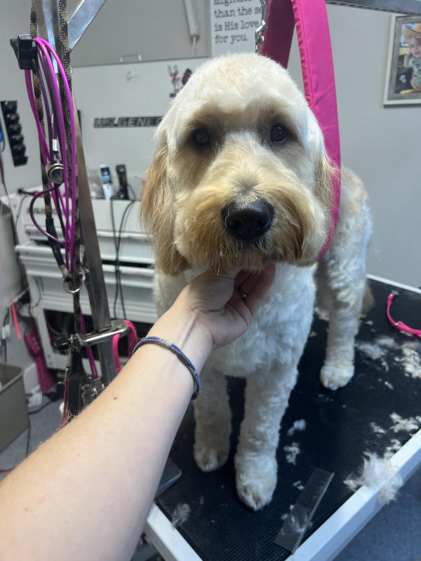 A dog freshly groomed at Pad & Paw, photo 121 of 170
