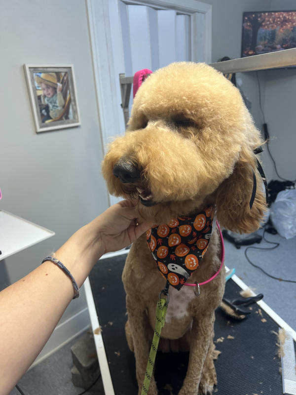 A dog freshly groomed at Pad & Paw, photo 122 of 170
