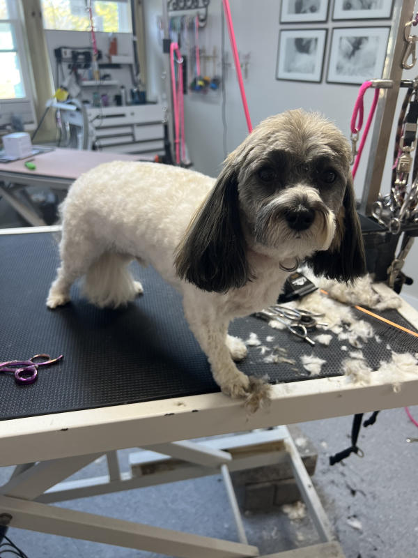 A dog freshly groomed at Pad & Paw, photo 123 of 170
