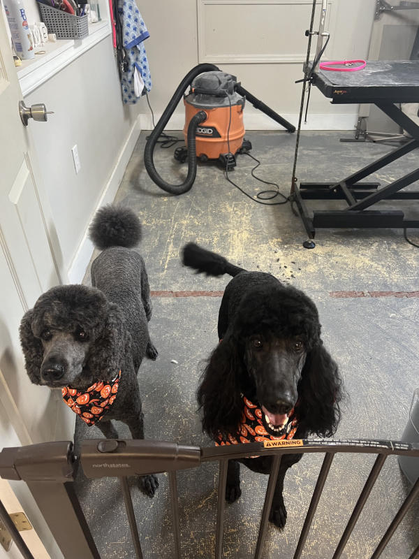 A dog freshly groomed at Pad & Paw, photo 124 of 170