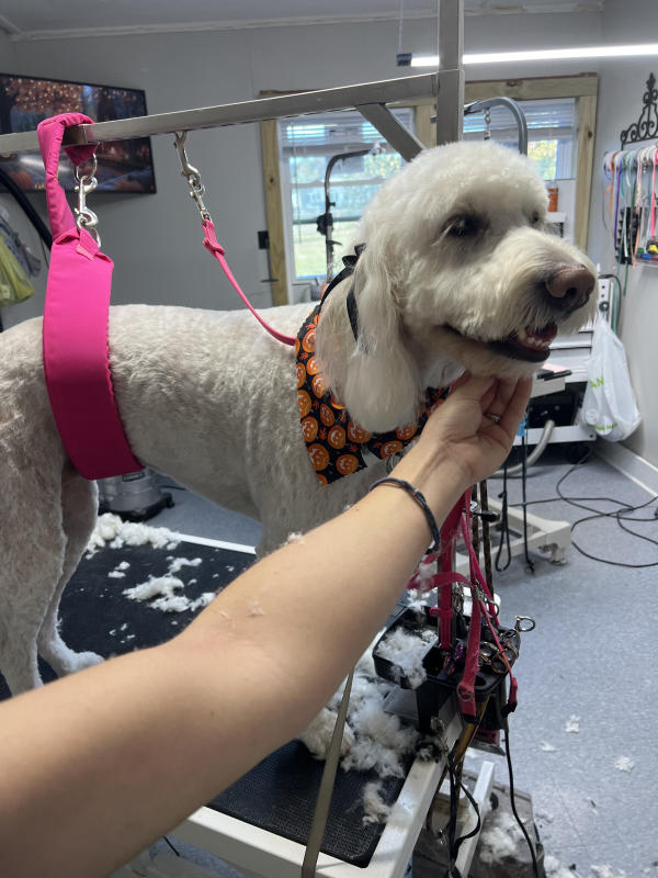 A dog freshly groomed at Pad & Paw, photo 125 of 170