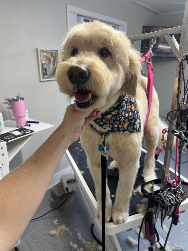 A dog freshly groomed at Pad & Paw, photo 127 of 170