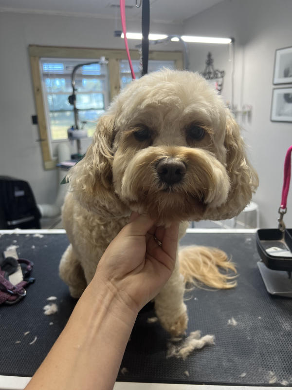 A dog freshly groomed at Pad & Paw, photo 129 of 170
