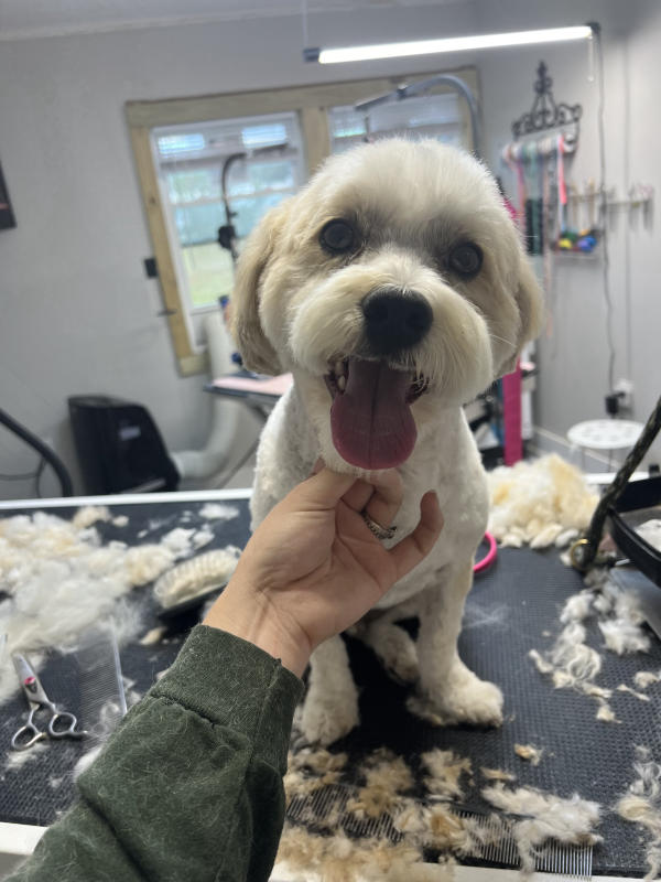 A dog freshly groomed at Pad & Paw, photo 130 of 170