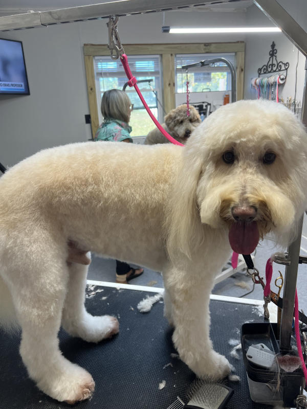 A dog freshly groomed at Pad & Paw, photo 131 of 170