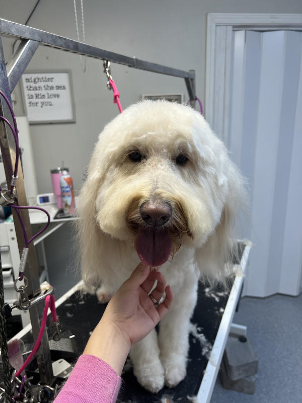 A dog freshly groomed at Pad & Paw, photo 132 of 170