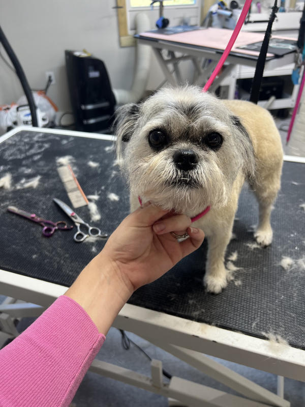 A dog freshly groomed at Pad & Paw, photo 133 of 170