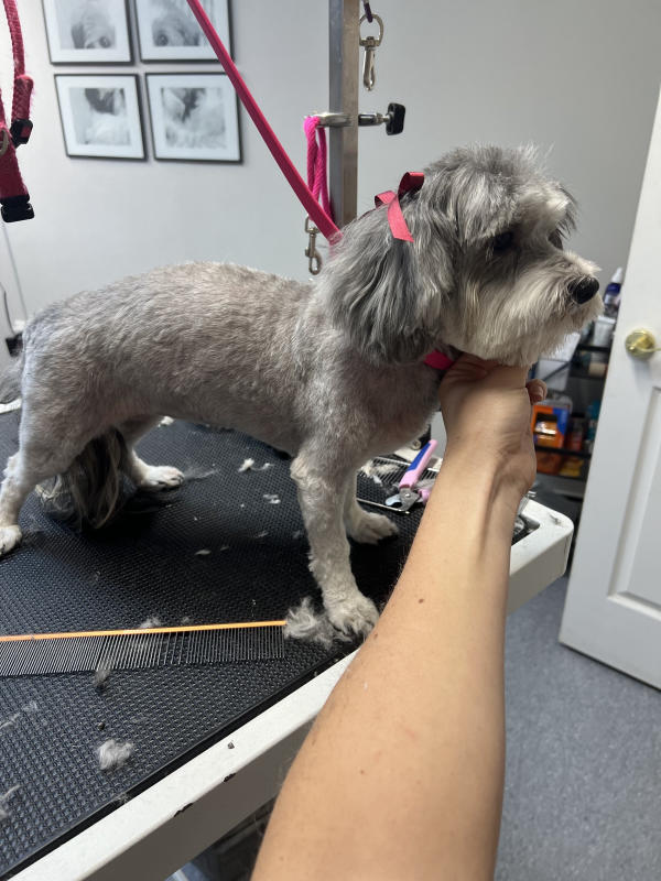 A dog freshly groomed at Pad & Paw, photo 134 of 170