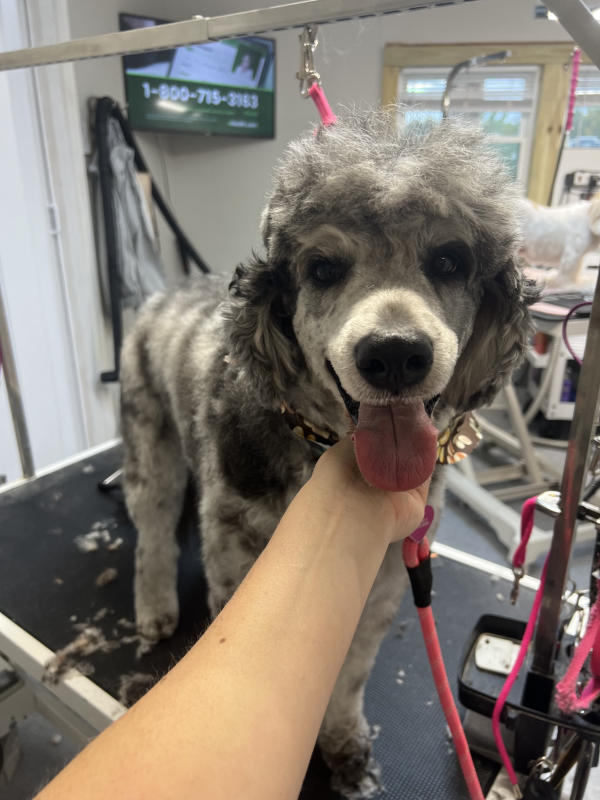 A dog freshly groomed at Pad & Paw, photo 136 of 170
