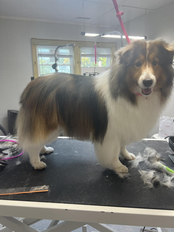 A dog freshly groomed at Pad & Paw, photo 137 of 170