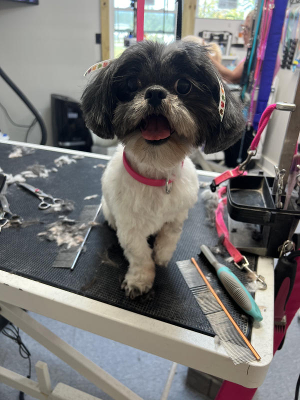 A dog freshly groomed at Pad & Paw, photo 138 of 170