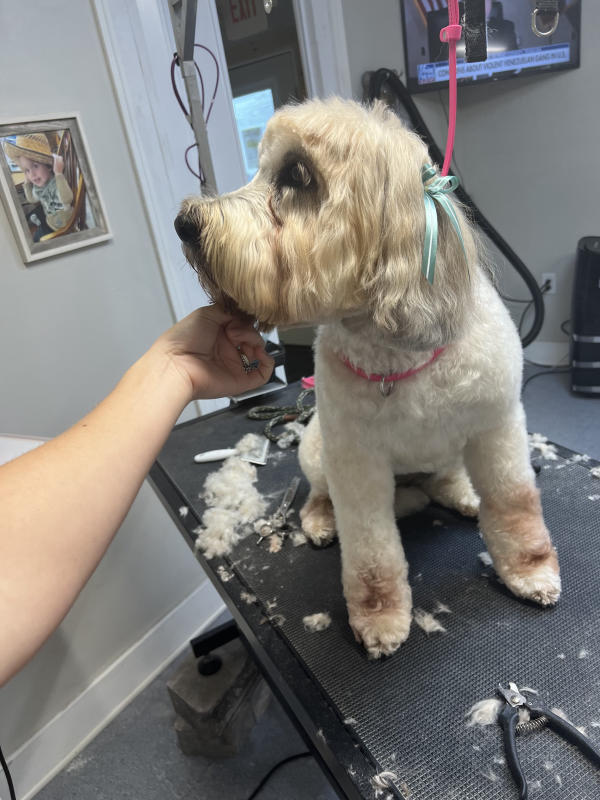 A dog freshly groomed at Pad & Paw, photo 140 of 170