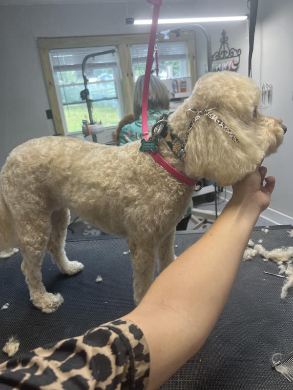A dog freshly groomed at Pad & Paw, photo 141 of 170