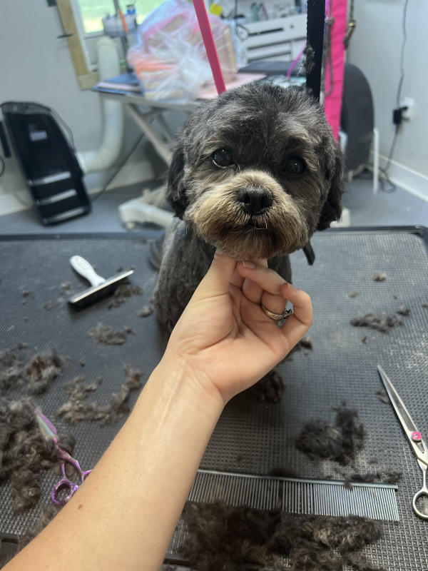 A dog freshly groomed at Pad & Paw, photo 144 of 170