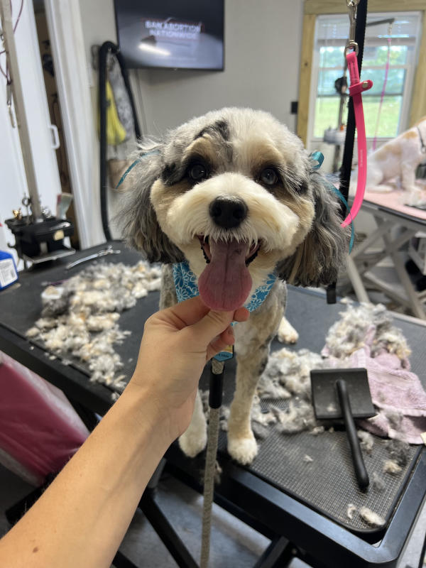 A dog freshly groomed at Pad & Paw, photo 145 of 170