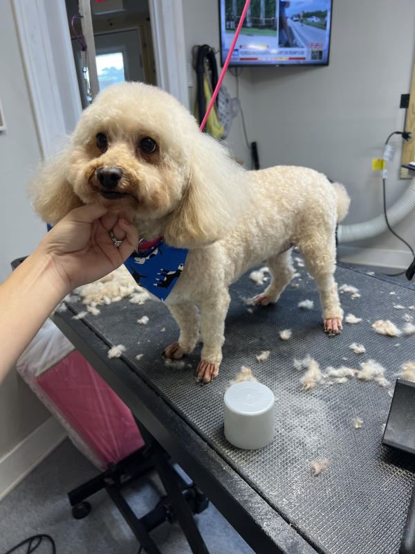 A dog freshly groomed at Pad & Paw, photo 146 of 170