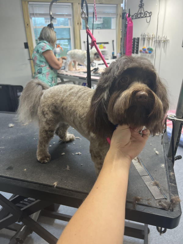 A dog freshly groomed at Pad & Paw, photo 147 of 170