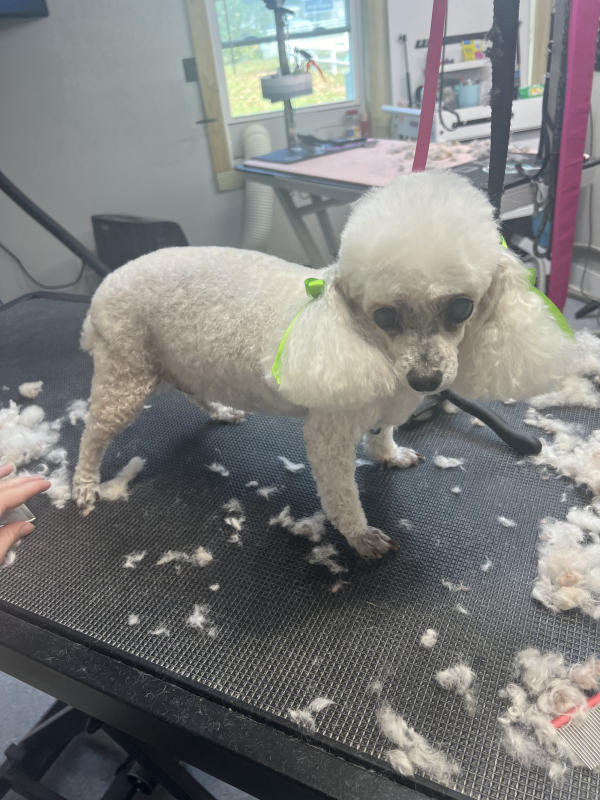 A dog freshly groomed at Pad & Paw, photo 148 of 170
