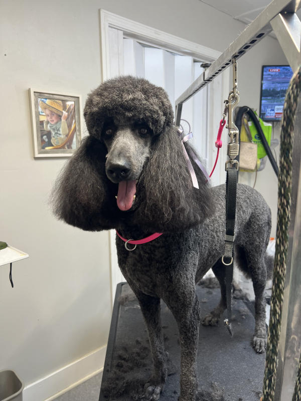 A dog freshly groomed at Pad & Paw, photo 149 of 170