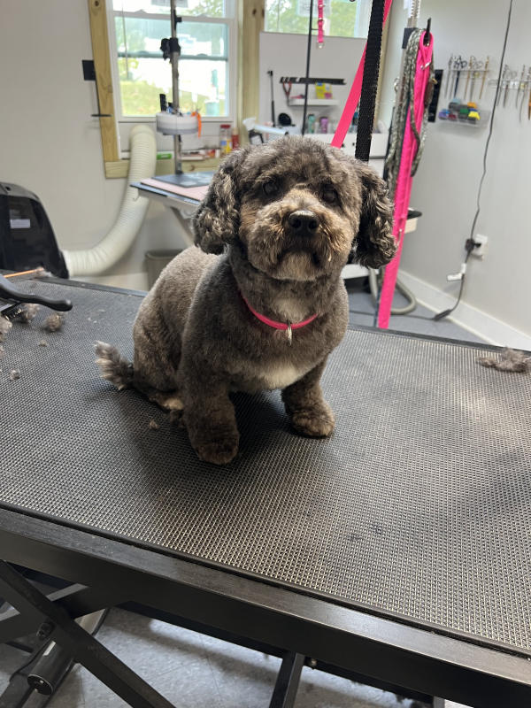 A dog freshly groomed at Pad & Paw, photo 151 of 170