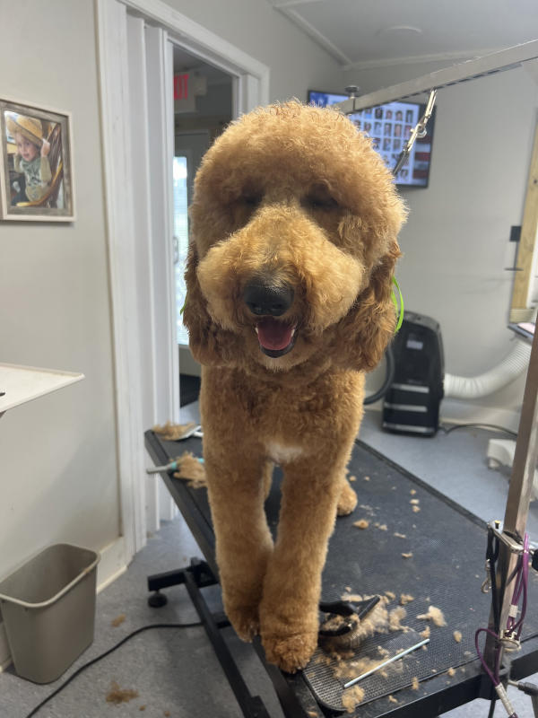 A dog freshly groomed at Pad & Paw, photo 152 of 170