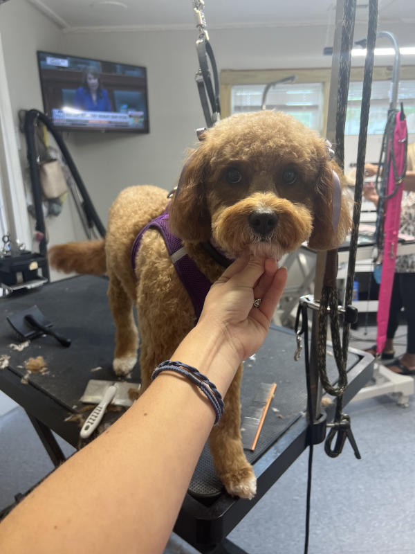 A dog freshly groomed at Pad & Paw, photo 153 of 170