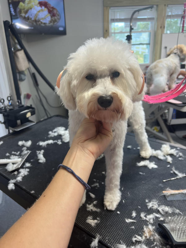 A dog freshly groomed at Pad & Paw, photo 154 of 170