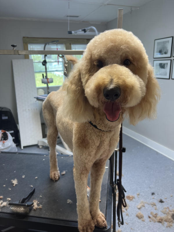A dog freshly groomed at Pad & Paw, photo 158 of 170