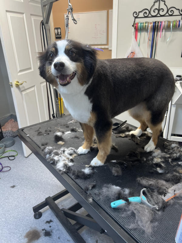 A dog freshly groomed at Pad & Paw, photo 159 of 170