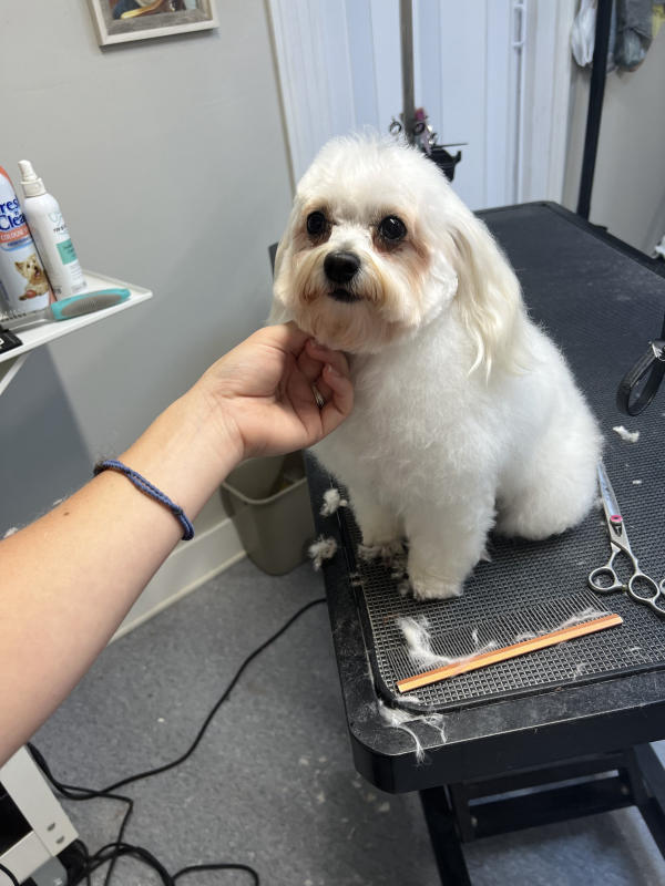 A dog freshly groomed at Pad & Paw, photo 161 of 170