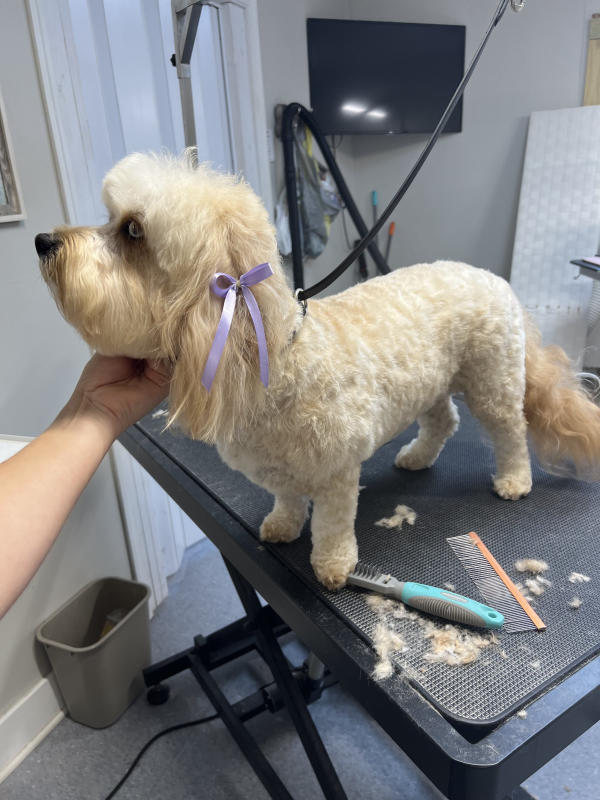 A dog freshly groomed at Pad & Paw, photo 162 of 170