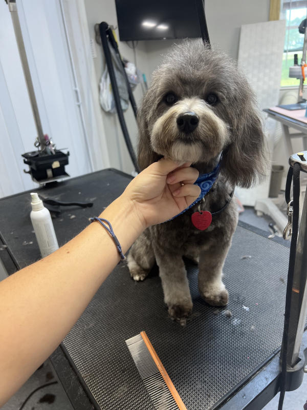 A dog freshly groomed at Pad & Paw, photo 163 of 170