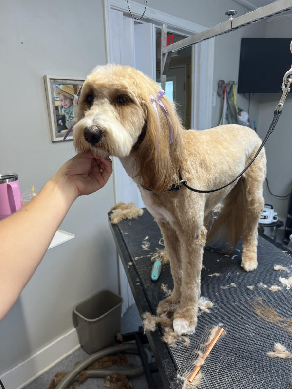 A dog freshly groomed at Pad & Paw, photo 164 of 170