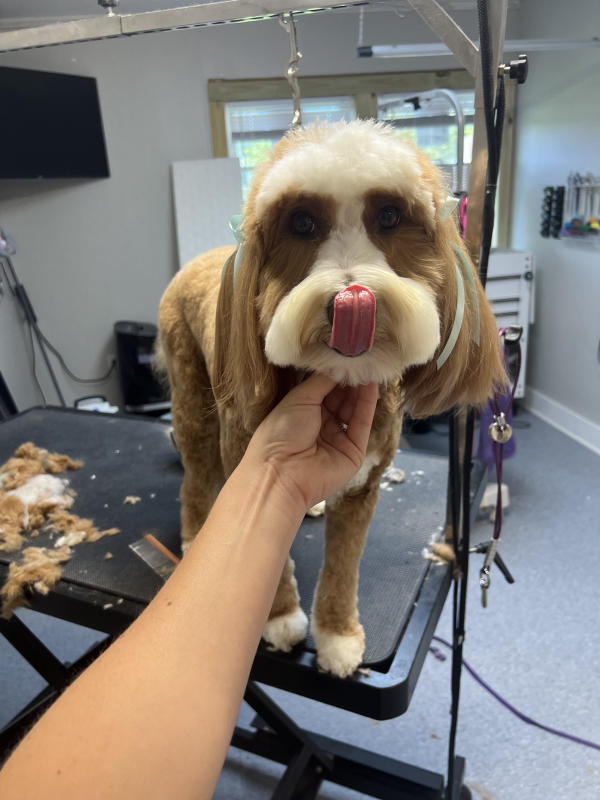 A dog freshly groomed at Pad & Paw, photo 166 of 170