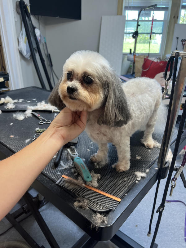 A dog freshly groomed at Pad & Paw, photo 167 of 170