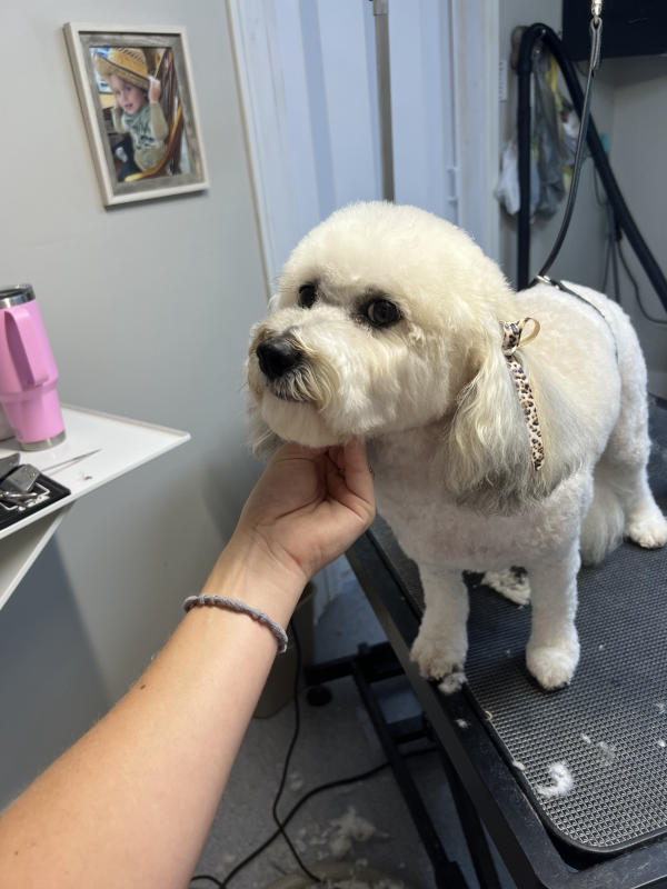 A dog freshly groomed at Pad & Paw, photo 168 of 170