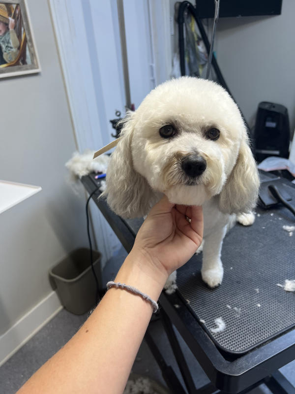 A dog freshly groomed at Pad & Paw, photo 169 of 170